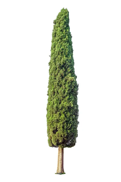 Cypress geïsoleerd op witte achtergrond Stockfoto