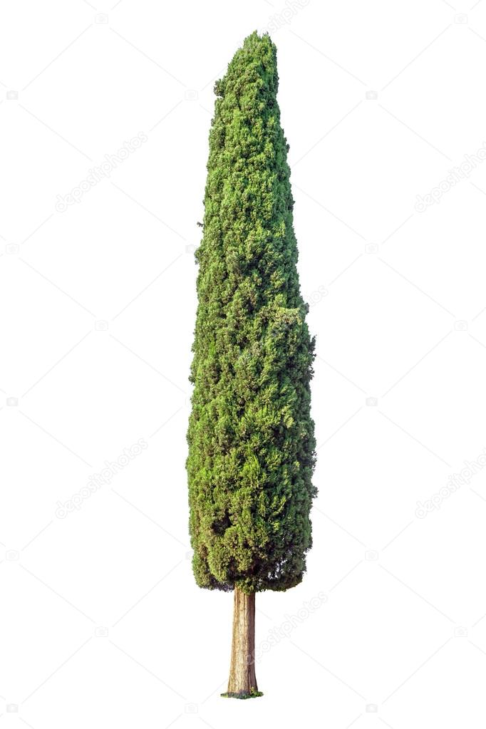 Cypress isolated on white background