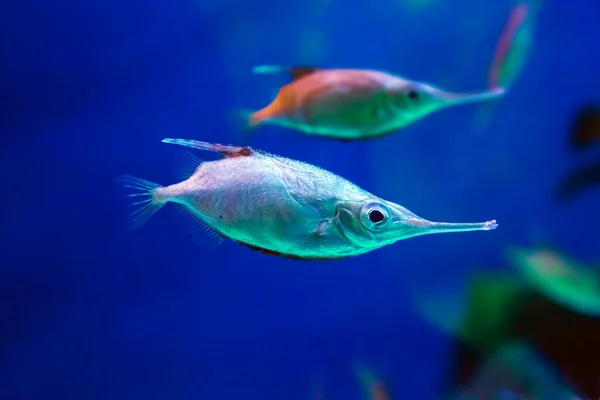 Bekassinenfische in ihrem natürlichen Lebensraum. (Makrorhamphosus scolopax)) — Stockfoto