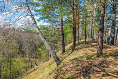 aspring ormanda güneşli gün güneşli bir bahar orman