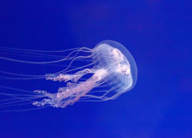 doğal ortamlarında denizanası. (pelagia noctiluca)