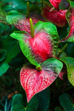 Anthurium. çiçek arka plan.