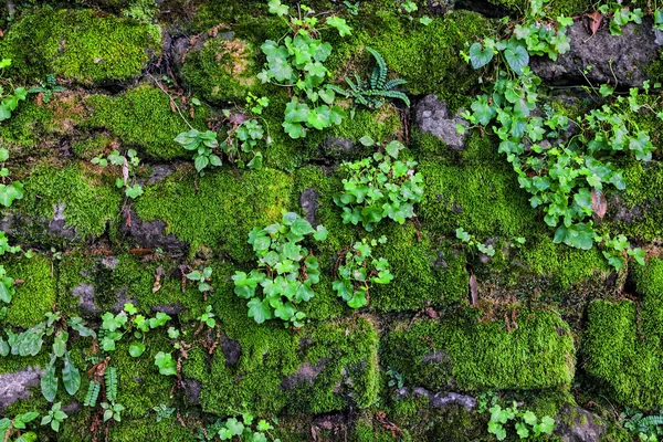 Overgrown with moss fortress  wall — Stock Photo, Image