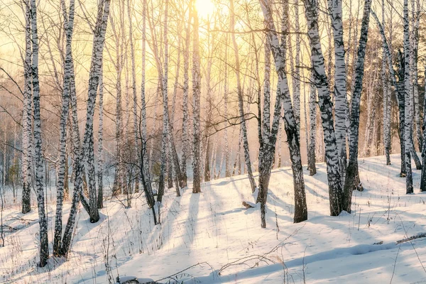 Zonsondergang in het winterbos — Stockfoto