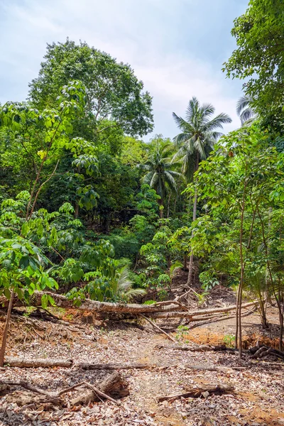 Tropikalnej dżungli — Zdjęcie stockowe