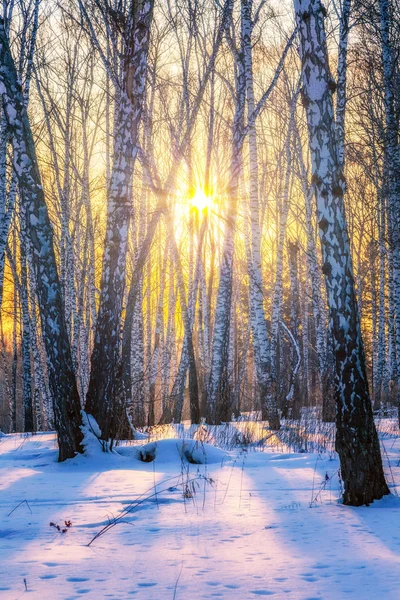 Paisagem ensolarada inverno . — Fotografia de Stock