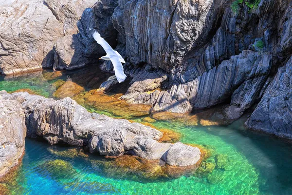 Möwe und Küstenfelsen bei Manarola. cinque terre, italien. — Stockfoto