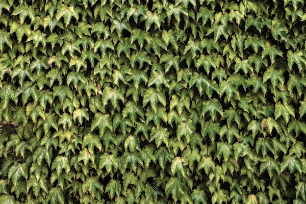 Ivy. doğal çiçek arka plan. — Stok fotoğraf