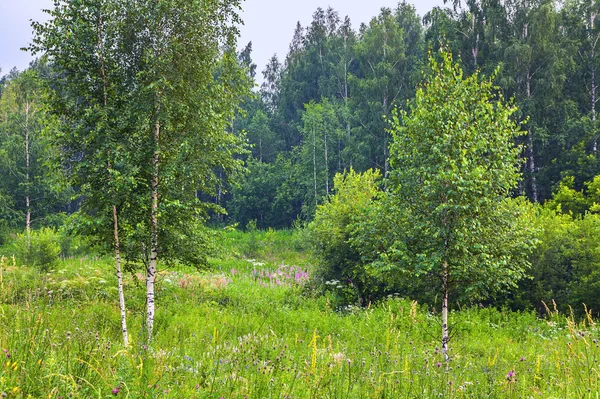 Paisagem de verão com floresta e prado — Fotografia de Stock