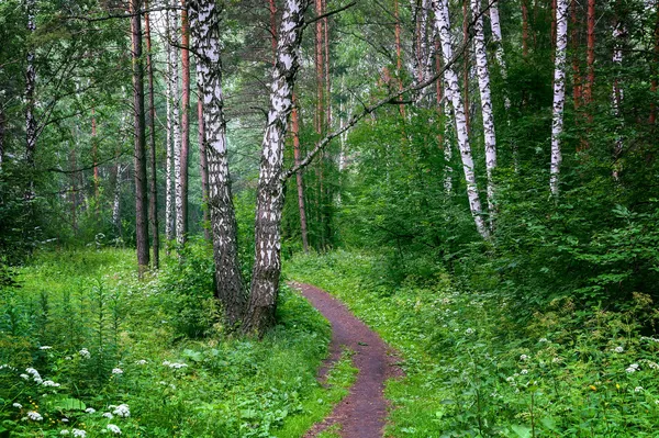 Mooie Siberische bos — Stockfoto