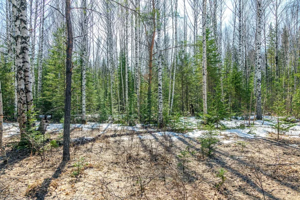 Spring in Siberia — Stock Photo, Image