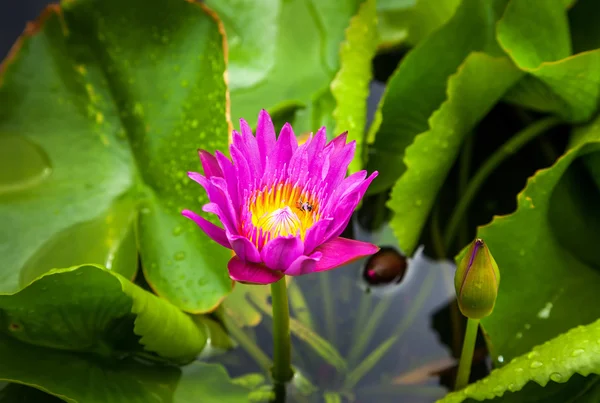 明亮的紫色莲花 — 图库照片