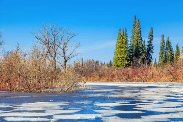 Vårlandskap Sibir stockfoto