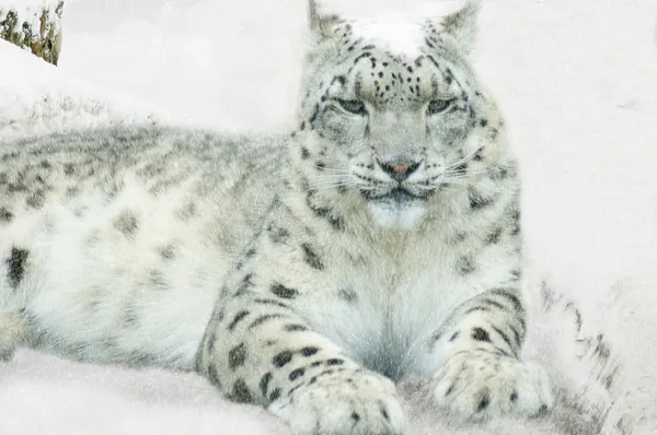 Leopardo de la nieve Imágenes de stock libres de derechos