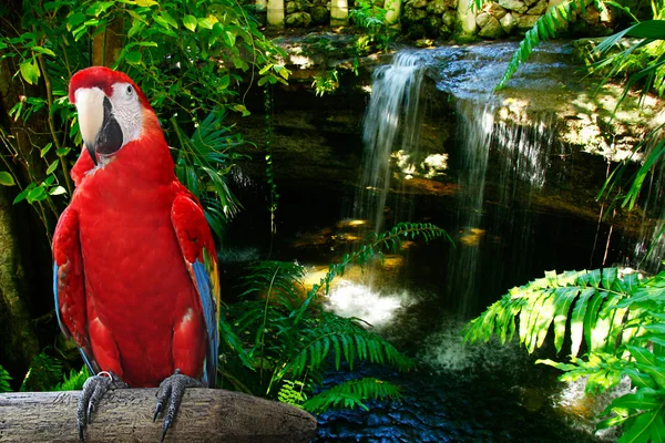 Papagaio-vermelho — Fotografia de Stock