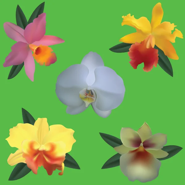 Orquídeas — Archivo Imágenes Vectoriales