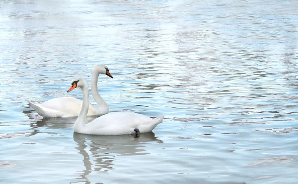 Twee zwanen — Stockfoto