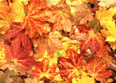 Sonbahar Yaprakları