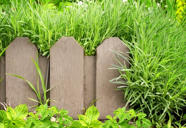 Sommar bakgrund — Stockfoto