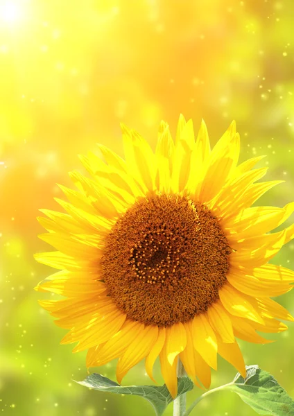 Girasole — Foto Stock