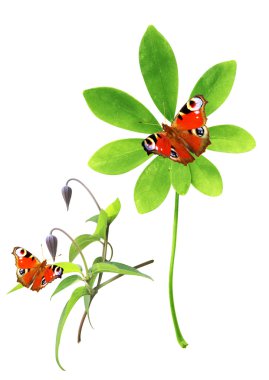 yeşil yaprakları ve kelebek koleksiyonu