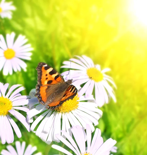 Butterfly — Stock Photo, Image