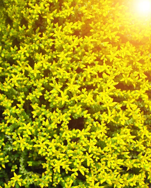 Gele bloemen en zon — Stockfoto