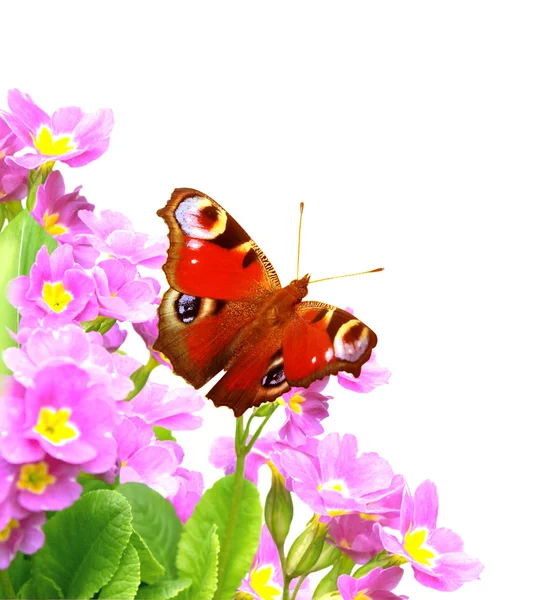 Schmetterling auf Blumen — Stockfoto