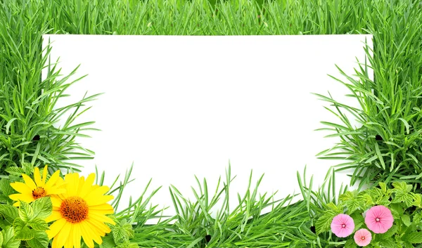 Green grass — Stock Photo, Image