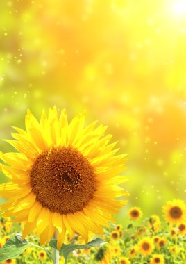 Sunflowers clipart