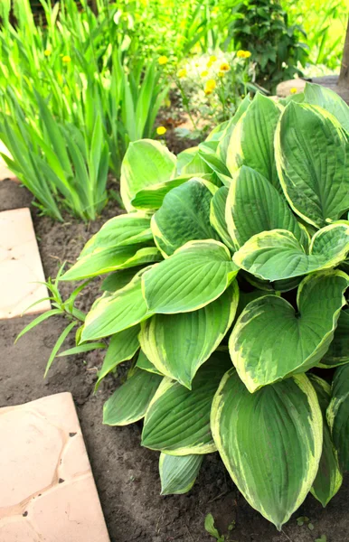 Hosta no jardim — Fotografia de Stock