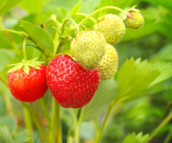 Strawberry — Stock Photo, Image