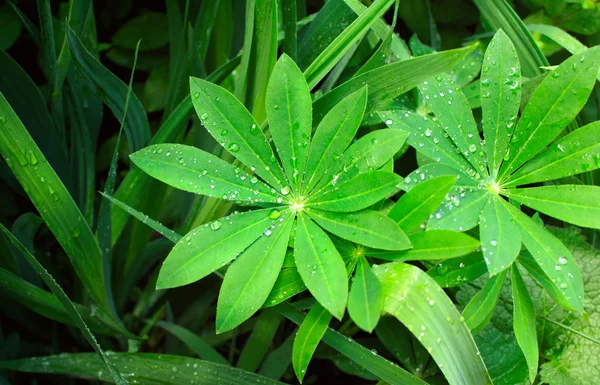 Gotas de chuva em umas folhas — Fotografia de Stock