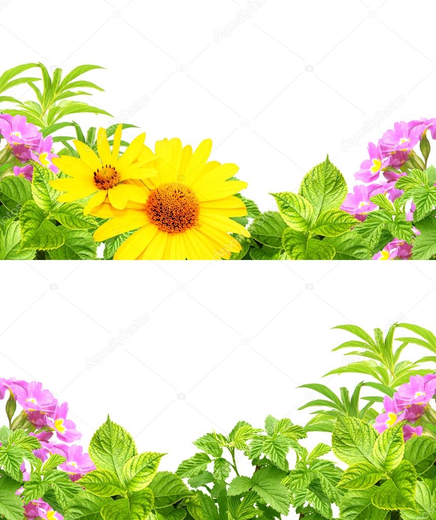 Cornici con fiori estivi — Foto Stock © frenta #21328663