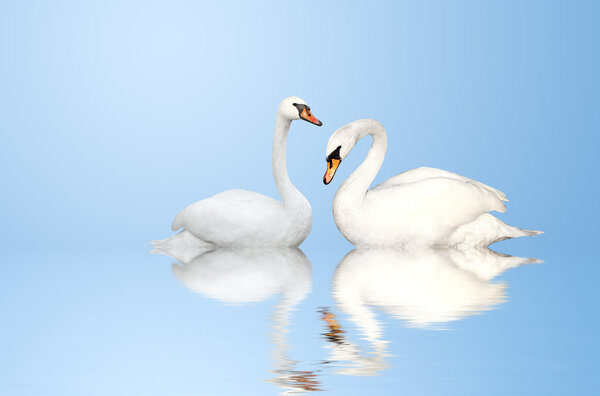 Two swans