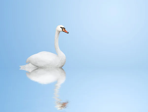 Cisne mudo — Fotografia de Stock