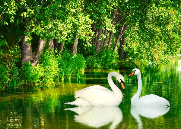 Two swans — Stock Photo, Image