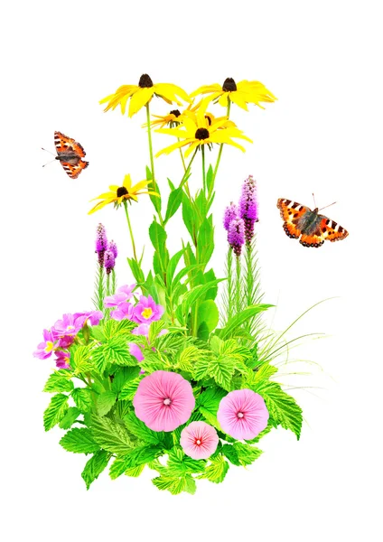 Sommerblumen — Stockfoto