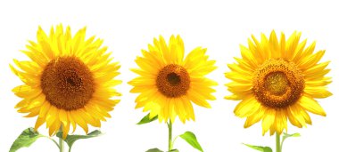 Ayçiçeği koleksiyonu