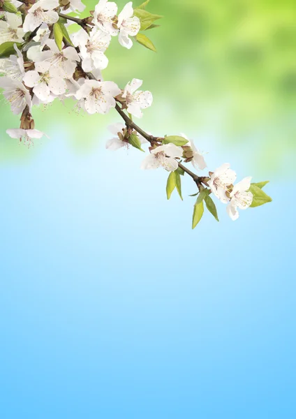 Bloemen van kers — Stockfoto