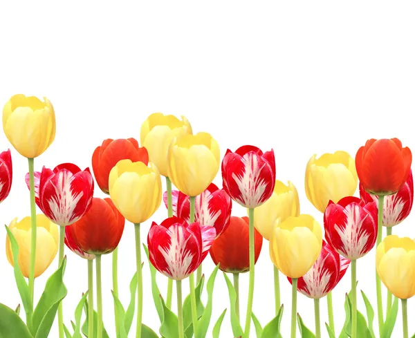 Tulpen — Stockfoto