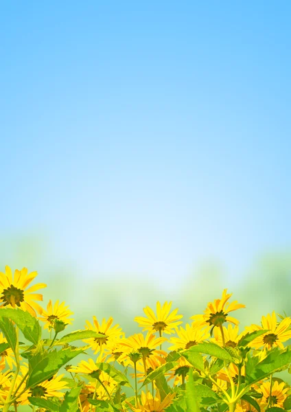 Flores de primavera — Fotografia de Stock