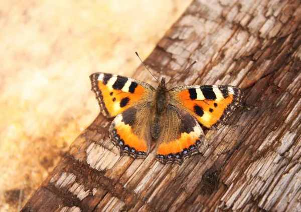 Borboleta em uma prancha de madeira — Fotografia de Stock