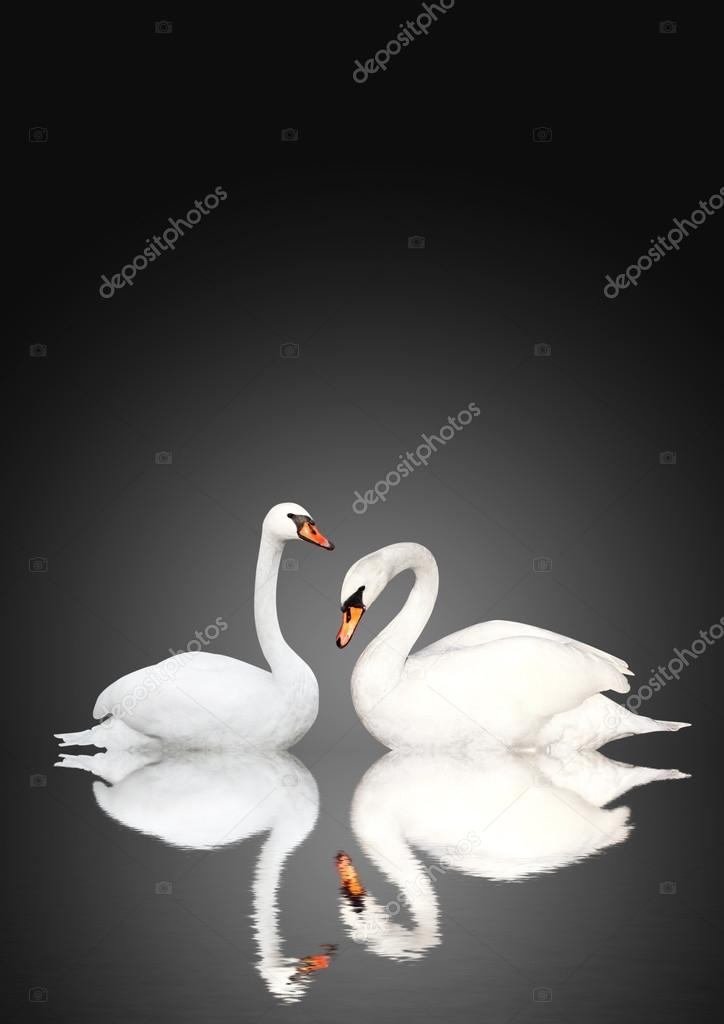 Two swans