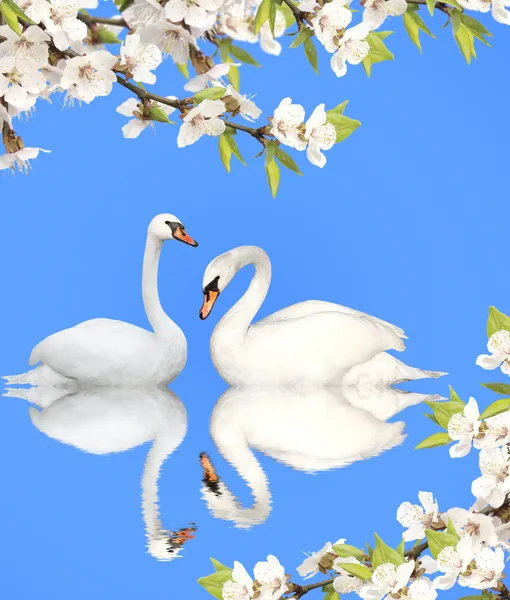 Two swans — Stock Photo, Image