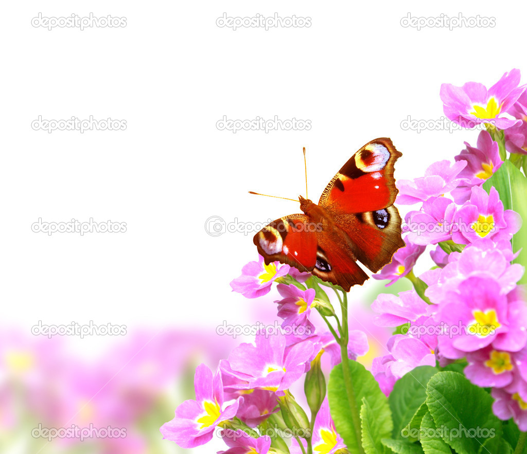 Butterfly on flowers — Stock Photo © frenta #24338755, image size:1024x883
