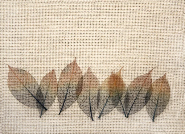 Листья на холсте — стоковое фото