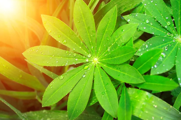 La pluie tombe sur des feuilles vertes — Photo