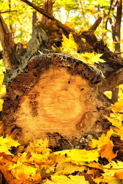 Podzimní listí a log — Stock fotografie