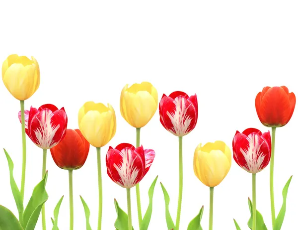 Tulips — Stock Photo, Image